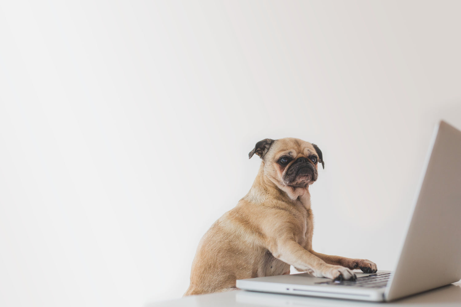 Dog working on a laptop
